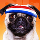Image for article titled Hotel For Dogs